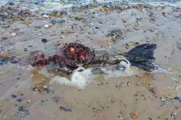 Unbelievable Images of Dead ‘Mermaid’ Washed Up On Beach (See Shocking Photos)